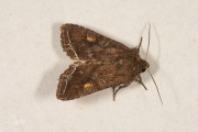 Groente-uil / Bright-line Brown-eye (Lacanobia oleracea)