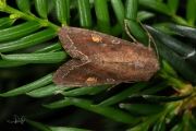 Groente-uil / Bright-line Brown-eye (Lacanobia oleracea)