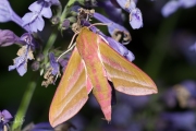 Groot avondrood / Elephant Hawk-moth (Deilephila elpenor)