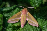 Groot avondrood / Elephant Hawk-moth (Deilephila elpenor)