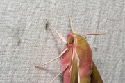 Groot avondrood / Elephant Hawk-moth (Deilephila elpenor)