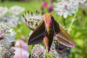 Groot avondrood / Elephant Hawk-moth (Deilephila elpenor)