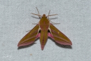 Groot avondrood / Elephant Hawk-moth (Deilephila elpenor)