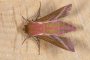 Groot avondrood / Elephant Hawk-moth (Deilephila elpenor)