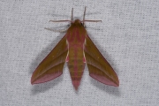 Groot avondrood / Elephant Hawk-moth (Deilephila elpenor)