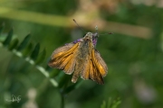 Groot dikkopje / Large Skipper (Ochlodes sylvanus)