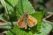 Groot dikkopje / Large Skipper (Ochlodes sylvanus)