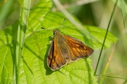 Groot dikkopje / Large Skipper (Ochlodes sylvanus)