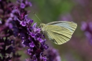 Groot koolwitje / Large White (Pieris brassicae)