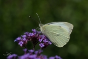 Groot koolwitje / Large White (Pieris brassicae)