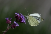 Groot koolwitje / Large White (Pieris brassicae)