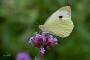 Groot koolwitje / Large White (Pieris brassicae)