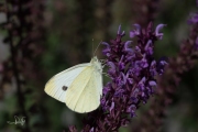 Groot koolwitje / Large White (Pieris brassicae)