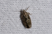 Grootkopbladroller (Zeiraphera isertana), micro