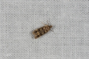 Grootvlekmospalpmot (Bryotropha basaltinella), micro