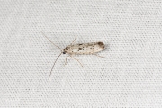 Grootvlekstippelmot (Yponomeuta plumbella), micro