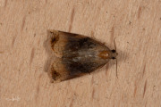 Grote appelbladroller / Large Fruit-tree Tortrix (Archips podana), micro