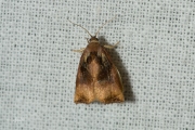 Grote appelbladroller / Large Fruit-tree Tortrix (Archips podana)