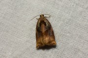 Grote appelbladroller / Large Fruit-tree Tortrix (Archips podana), micro