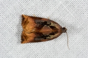 Grote appelbladroller / Large Fruit-tree Tortrix (Archips podana), micro