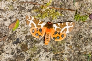 Grote beer / Garden Tiger (Arctia caja)