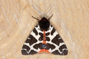 Grote beer / Garden Tiger (Arctia caja)