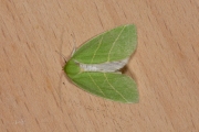 Grote groenuil / Scarce Silver-lines (Bena bicolorana)