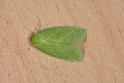 Grote groenuil / Scarce Silver-lines (Bena bicolorana)