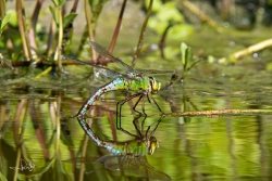 Grote keizerlibel / Blue Emperor (Anax imperator)