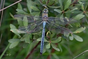 Grote keizerlibel / Blue Emperor (Anax imperator)