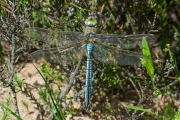 Grote keizerlibel / Blue Emperor (Anax imperator)