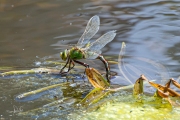 Grote keizerlibel / Blue Emperor (Anax imperator)