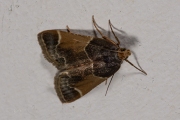 Grote meelmot / Meal Moth (Pyralis farinalis), micro