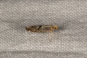 Grote pedaalmot / Apple Fruit Moth (Argyresthia conjugella), micro