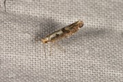 Grote pedaalmot / Apple Fruit Moth (Argyresthia conjugella), micro