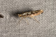 Grote pedaalmot / Apple Fruit Moth (Argyresthia conjugella), micro