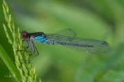 Grote roodoogjuffer / Large Redeye (Erythromma najas)