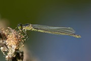 Grote roodoogjuffer / Large Redeye (Erythromma najas)