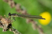 Grote roodoogjuffer / Large Redeye (Erythromma najas)