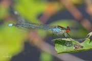 Grote roodoogjuffer / Large Redeye (Erythromma najas)