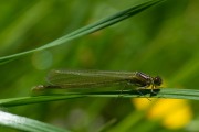 Grote roodoogjuffer / Large Redeye (Erythromma najas)