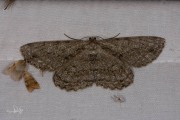 Grote spikkelspanner / Great Oak Beauty (Hypomecis roboraria)