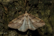 Grote voorjaarsspanner / Dotted Border (Agriopis marginaria)