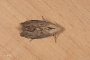 Grote wasmot / Wax Moth (Galleria mellonella), micro