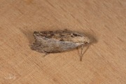 Grote wasmot / Wax Moth (Galleria mellonella), micro