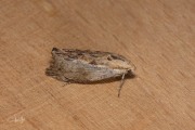 Grote wasmot / Wax Moth (Galleria mellonella), micro