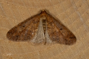 Grote wintervlinder / Mottled Umber (Erannis defoliaria)