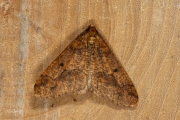 Grote wintervlinder / Mottled Umber (Erannis defoliaria)