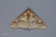 Grote wintervlinder / Mottled Umber (Erannis defoliaria)