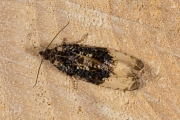 Grote witvlakbladroller / Buff-tipped Marble (Hedya ochroleucana), micro